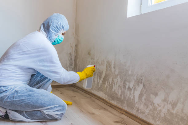 Licensed Attic Mold Removal service in Freeman, VA - WQB Mold Removal