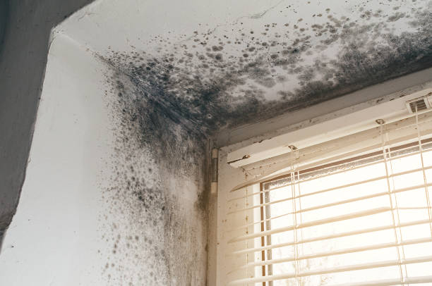 Affordable Attic Mold Removal solutions in Freeman, VA