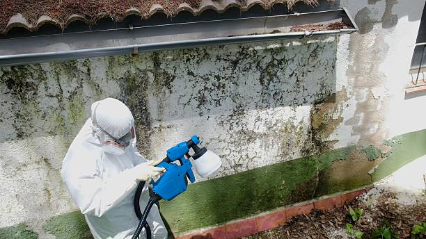 Top rated local Attic Mold Removal specialists in Freeman, VA